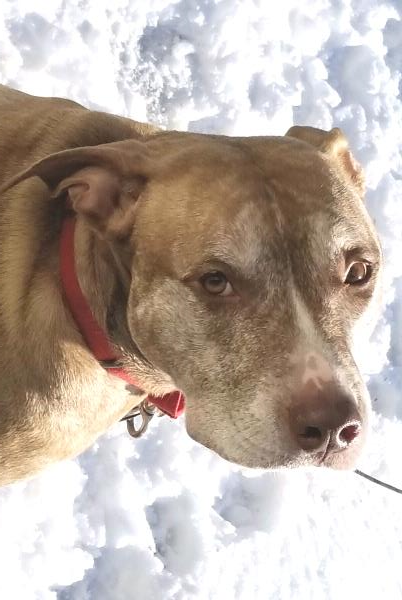 /images/uploads/griffin pond animal shelter/loveyourpet2018/entries/6562thumb.jpg